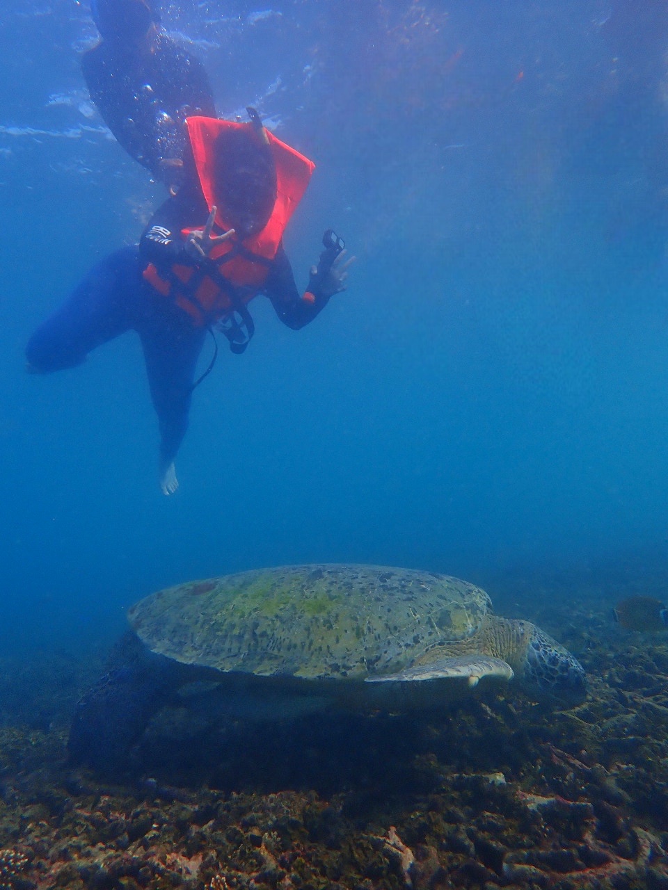 Koh Tao & Koh Nang Yuan Snorkeling Tour – B-PROJECT