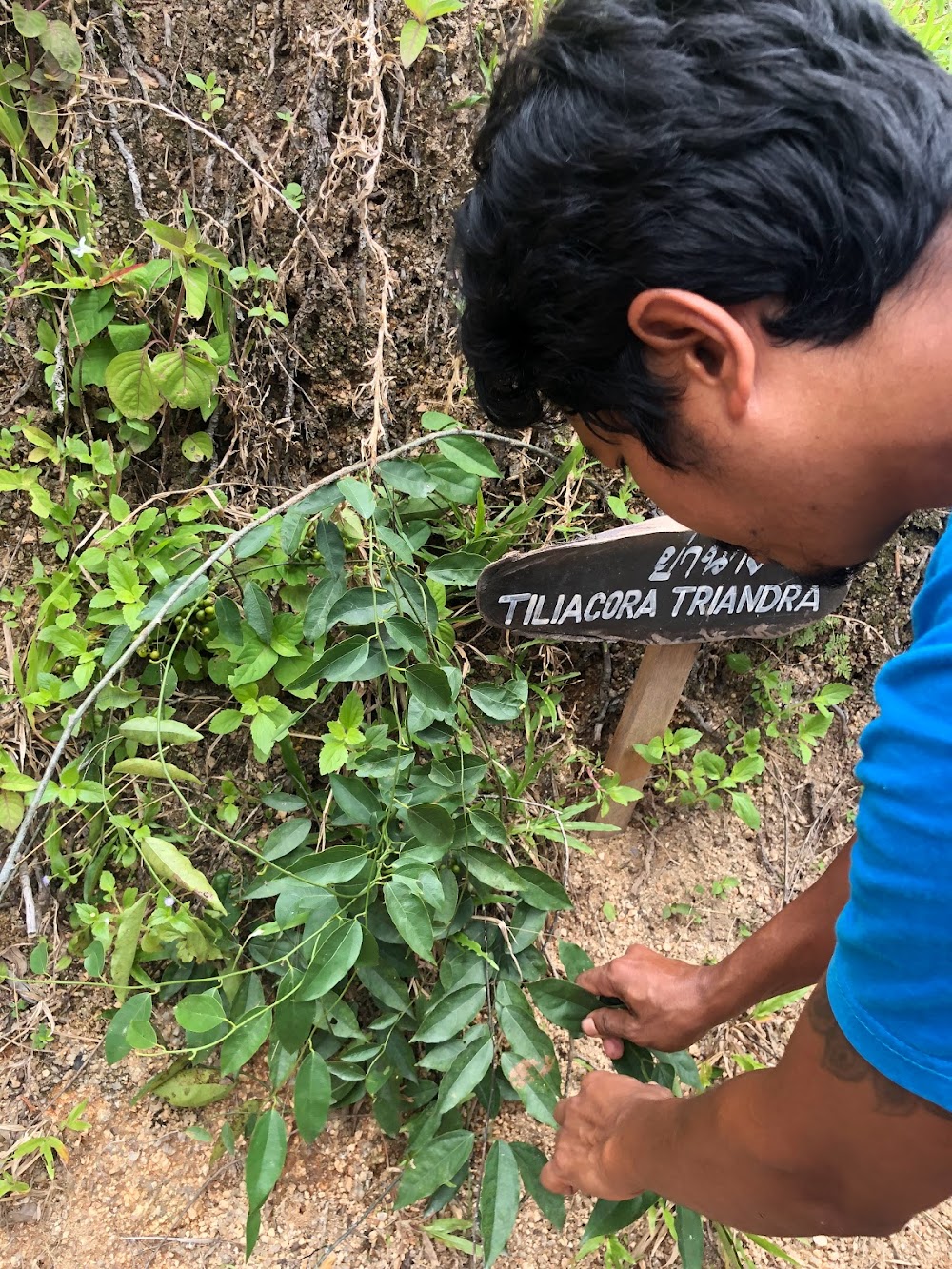 Kohphangan Trekking Tour