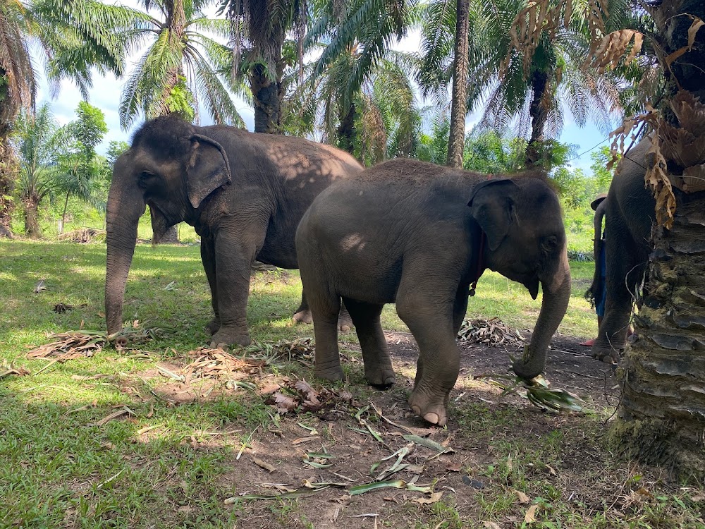 Krabi​ Elephant​ Heaven