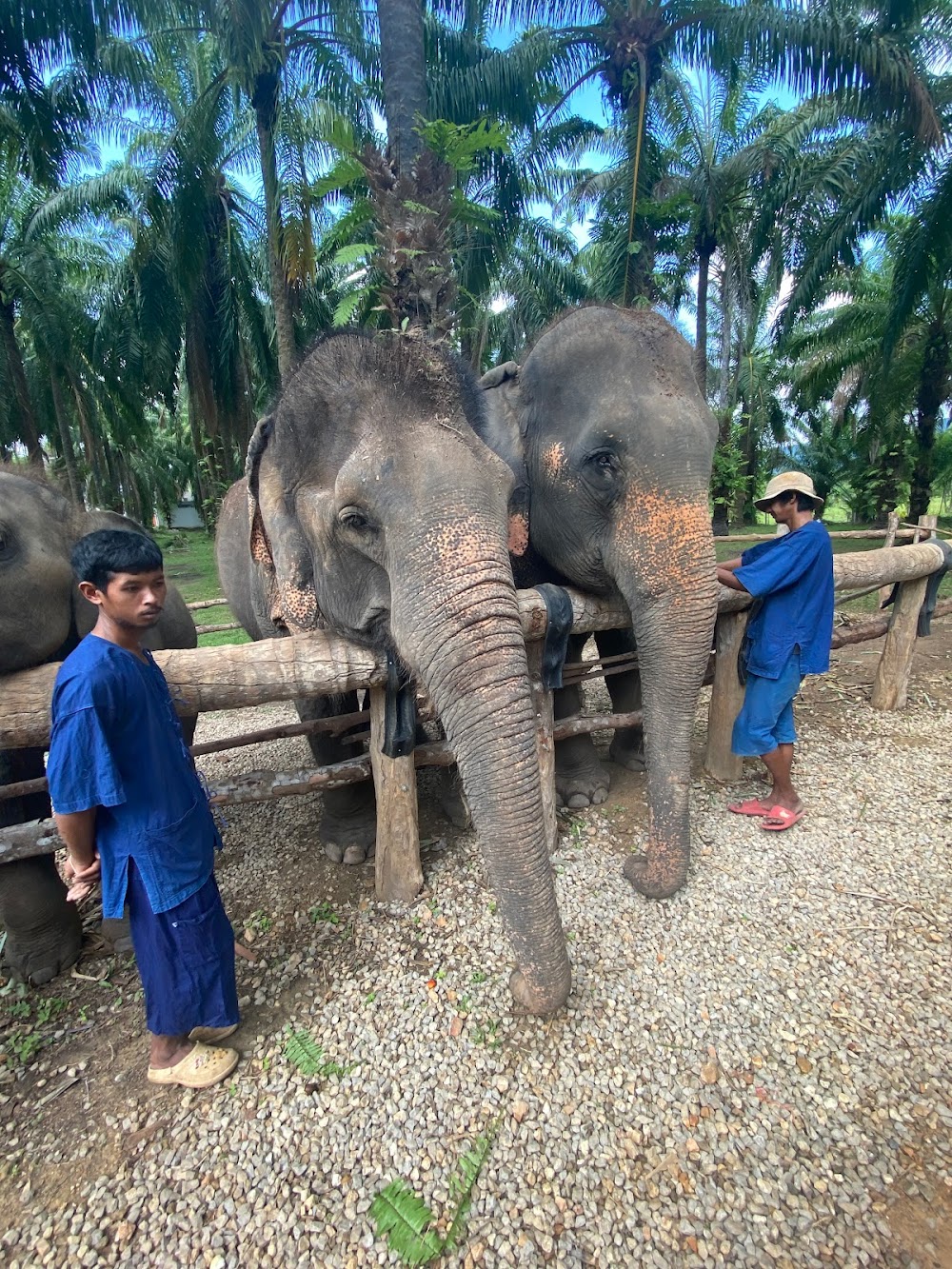 Krabi​ Elephant​ Heaven