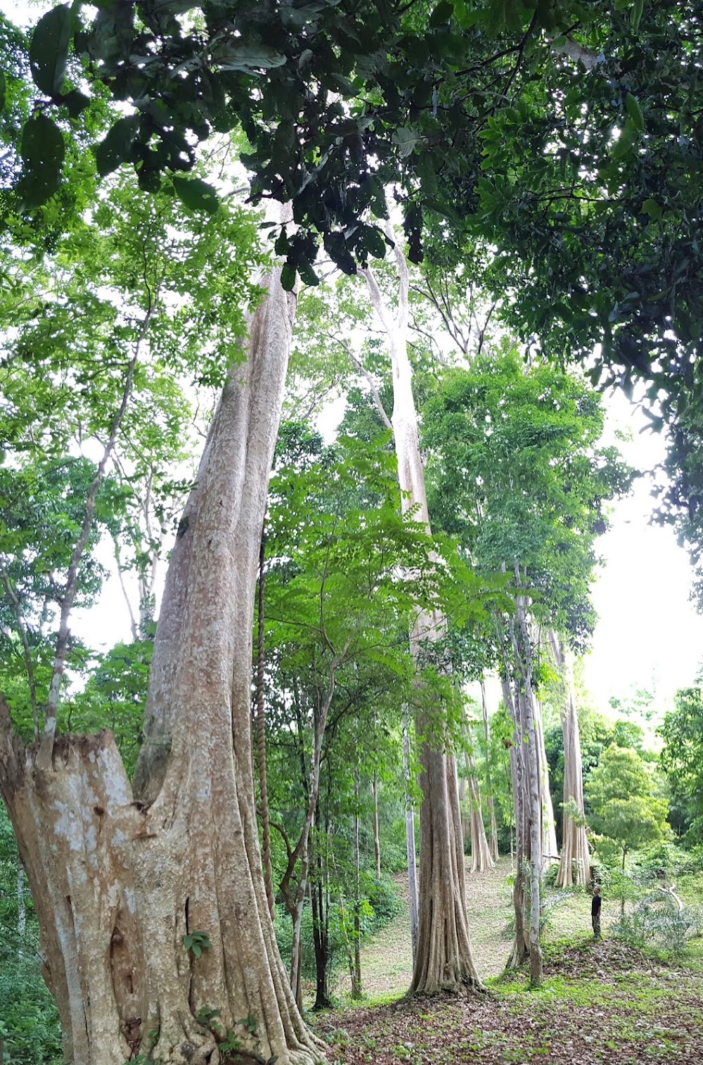 Mae Yom National Park