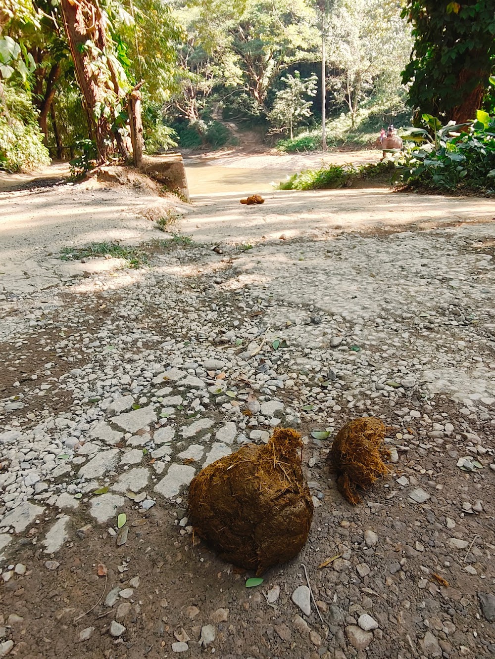 Maetaman Elephant Camp