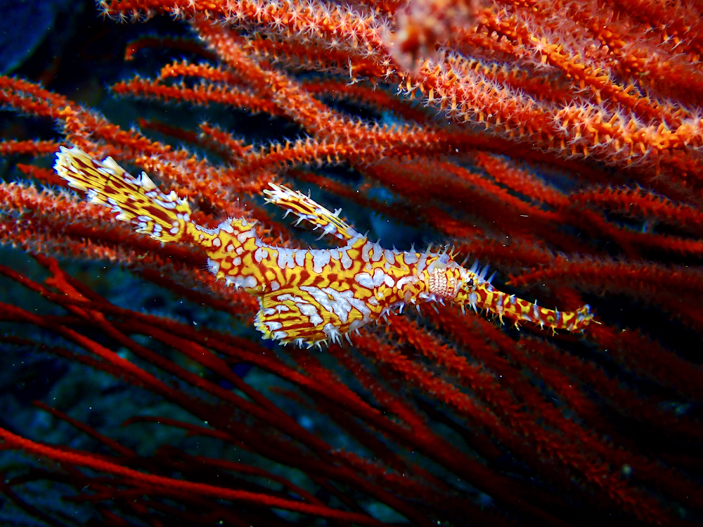 Phuket Dive Center