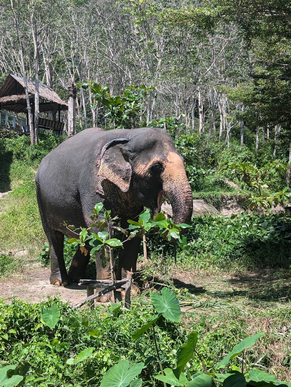 Phuket Elephant Sanctuary