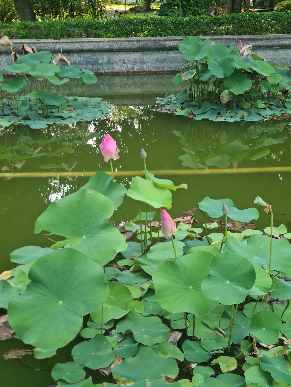 Princess Maha Chakri Sirindhorn Herb Garden