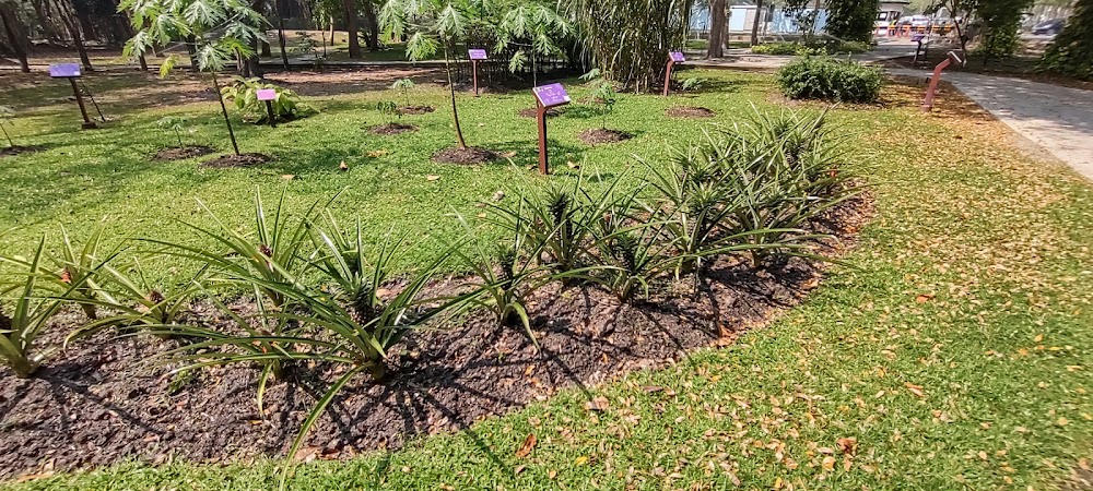 Princess Maha Chakri Sirindhorn Herb Garden