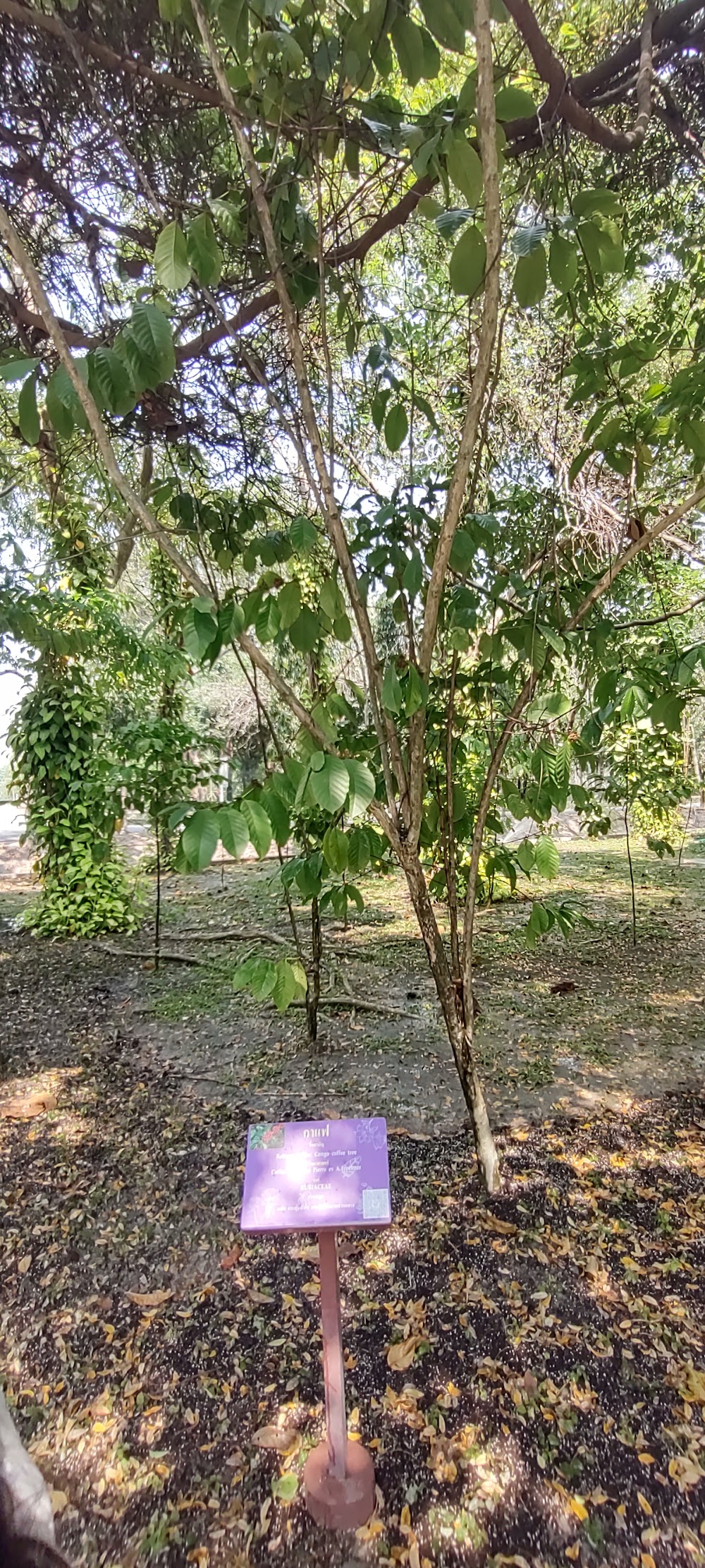 Princess Maha Chakri Sirindhorn Herb Garden