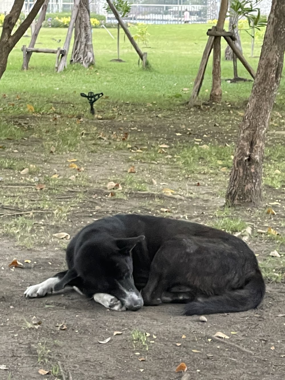 Rama VIII Park