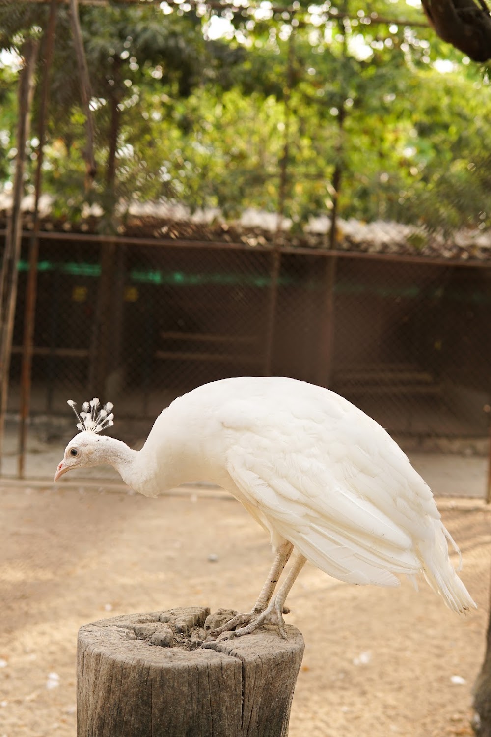 Samphran Peacock Park