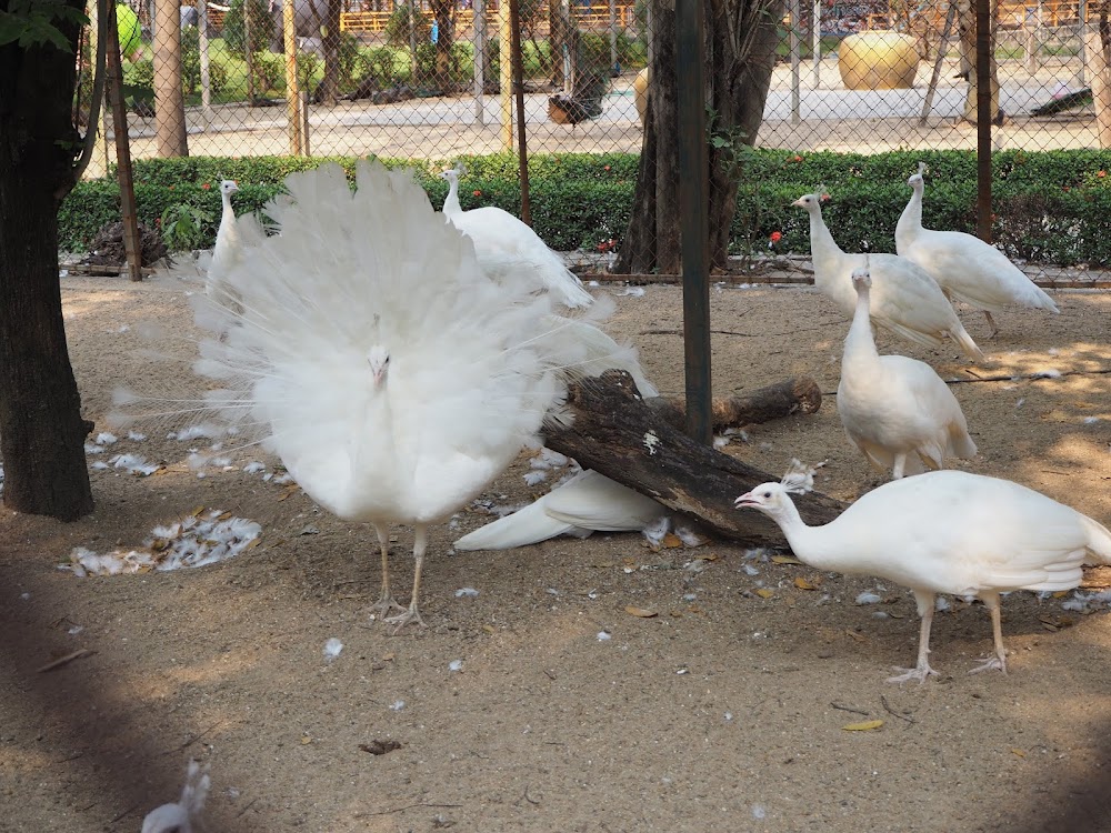 Samphran Peacock Park