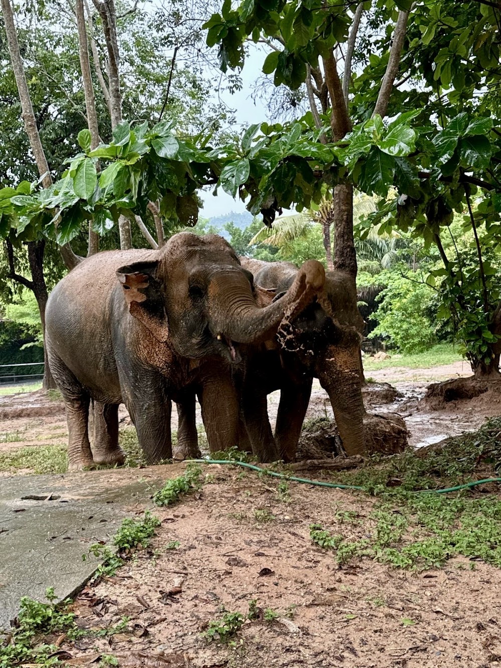 Samui Elephant Haven