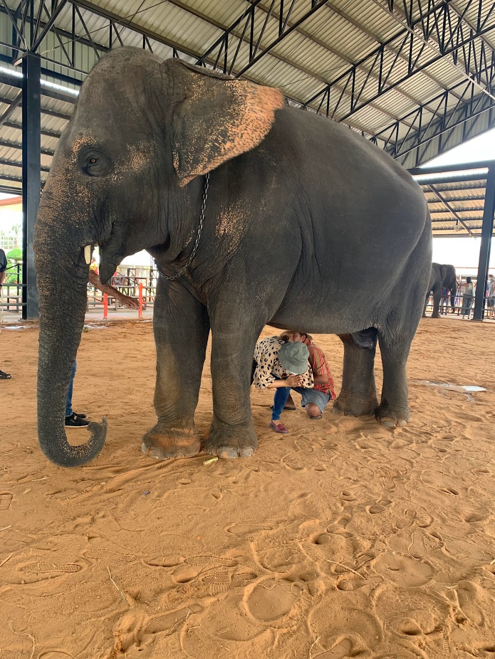 Save Elephant Foundation – Surin Project