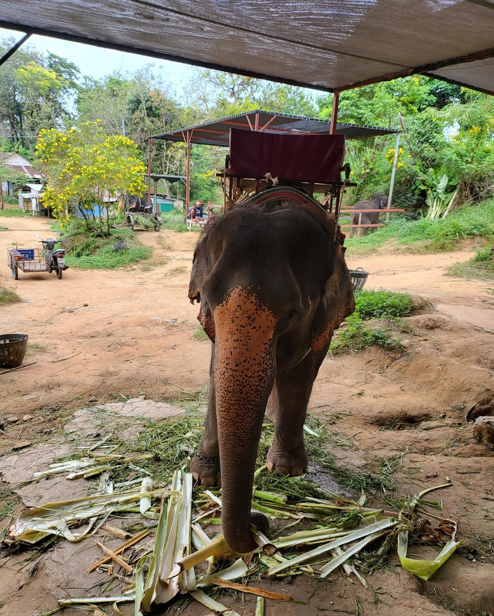 Seaview Elephant Camp