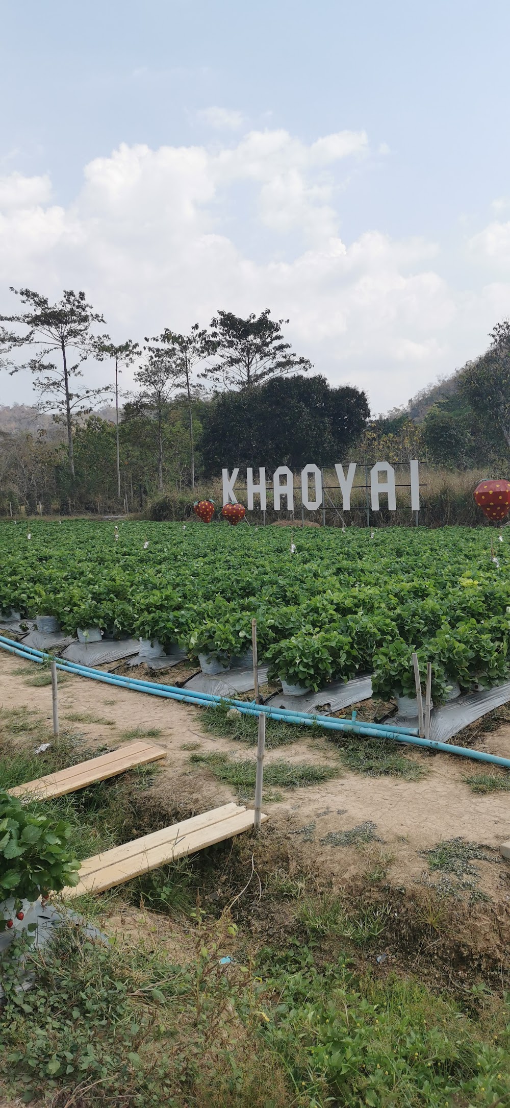 Strawberry Picking in Khaoyai