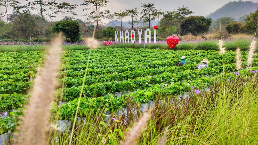 Strawberry Picking in Khaoyai