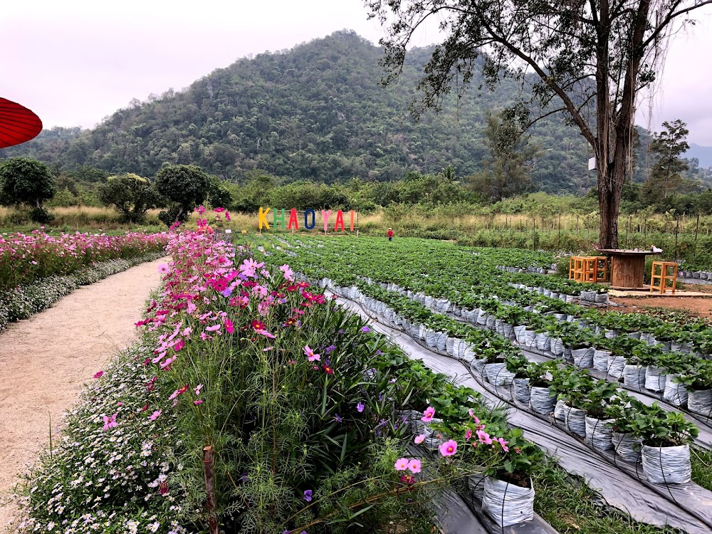 Strawberry Picking in Khaoyai