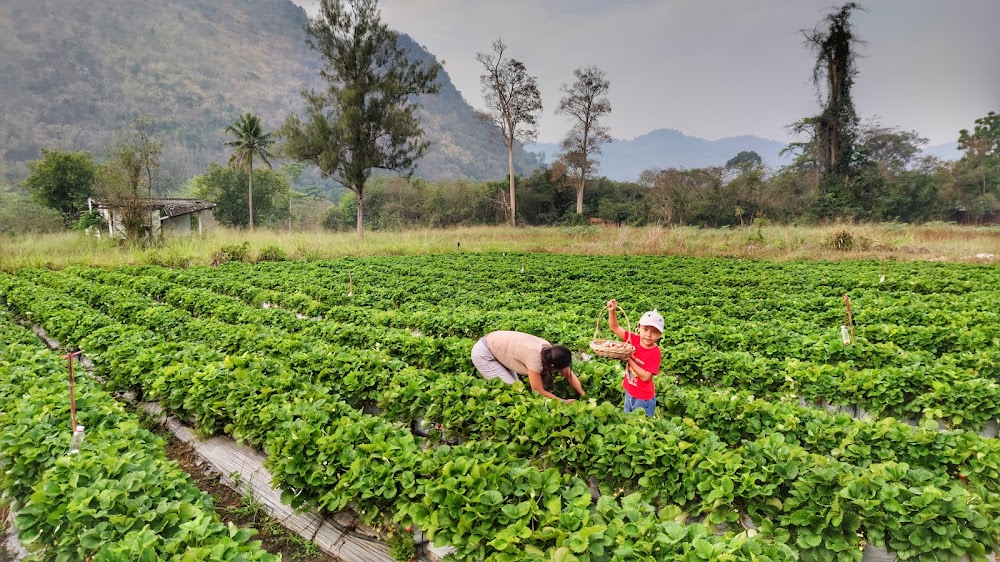 Strawberry Picking in Khaoyai