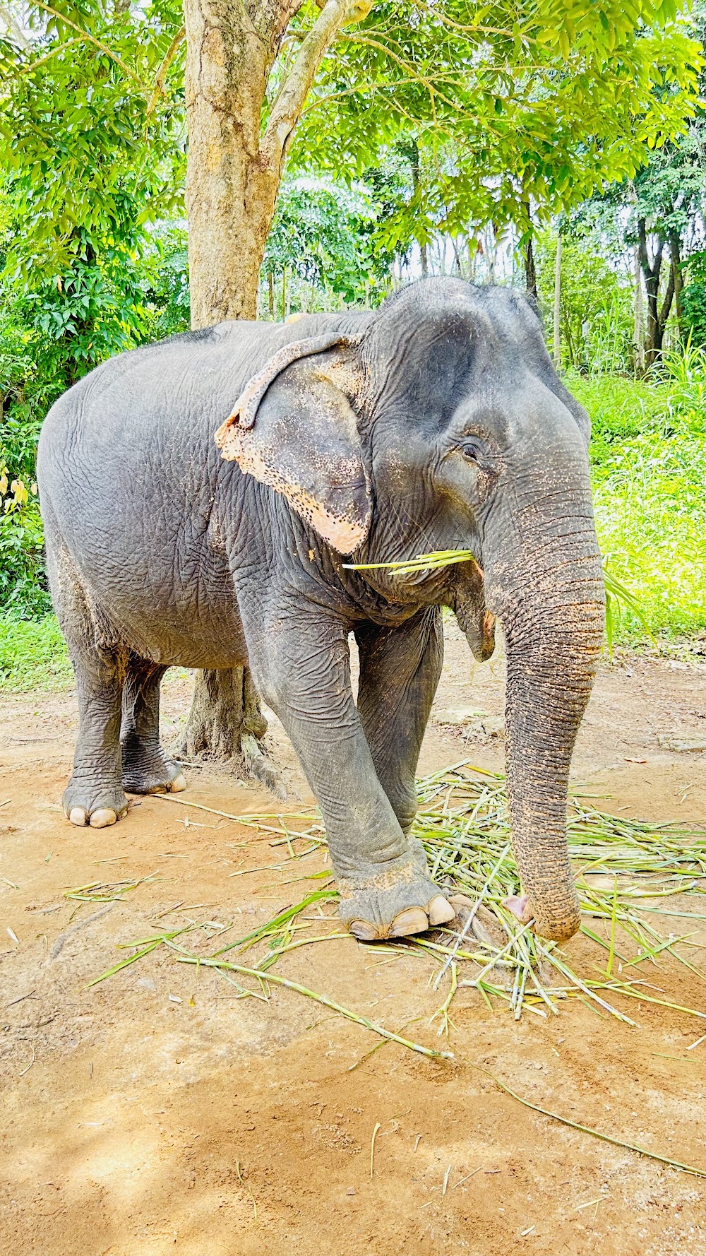 Supaporn Elephant Camp