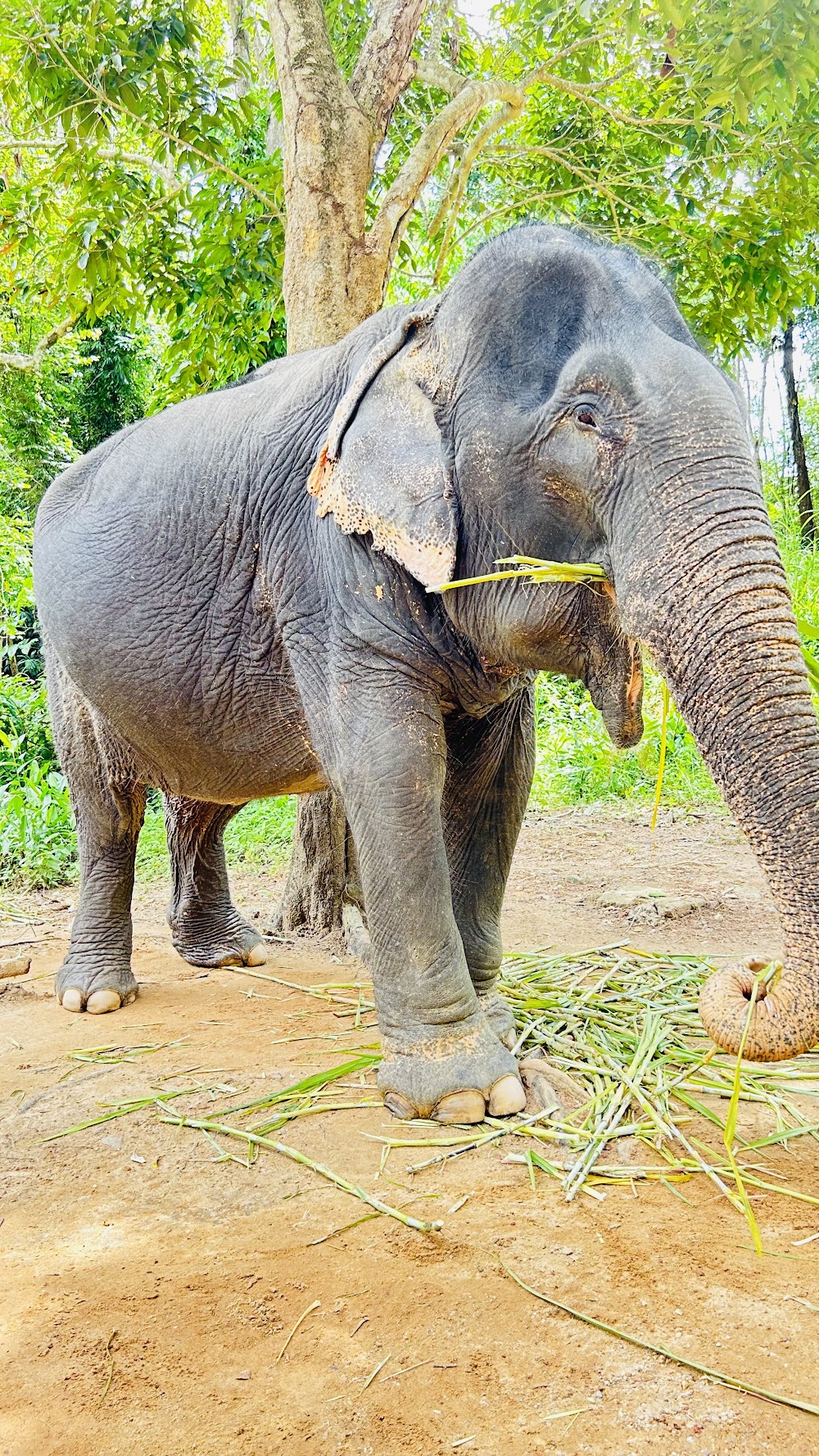 Supaporn Elephant Camp