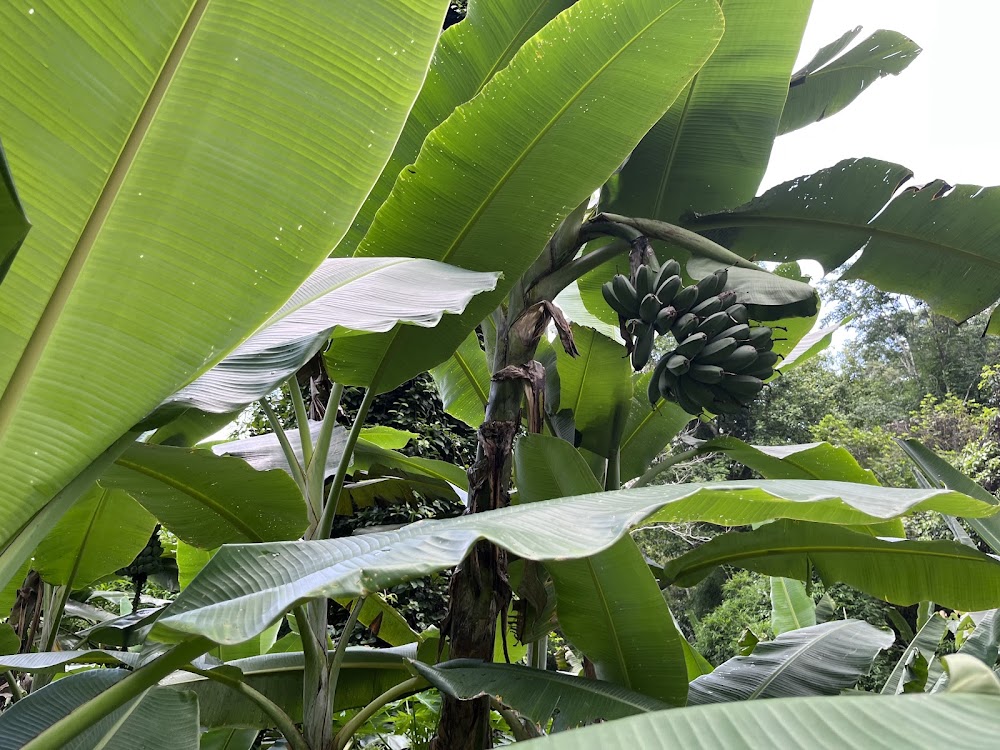 This Literature Botanical Garden