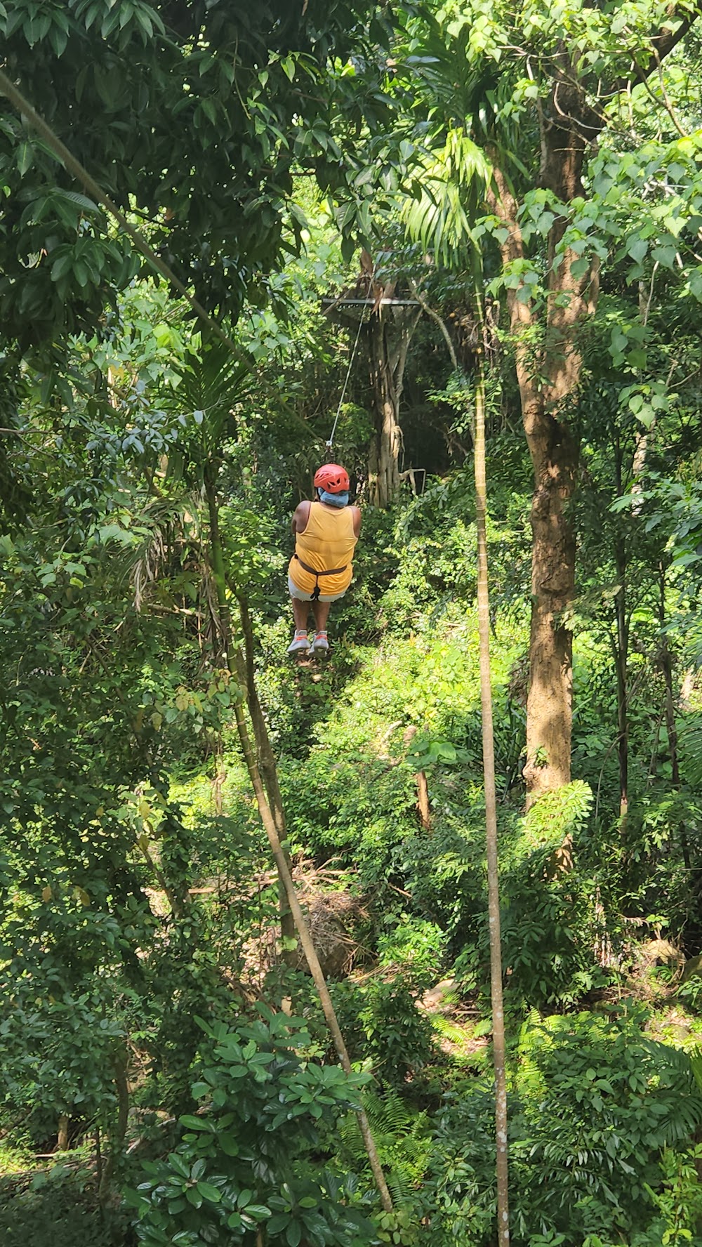 Treetop Tour Cable Ride