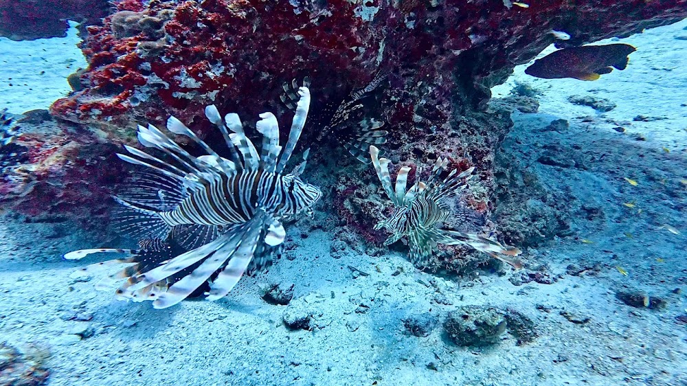 Andaman Dive Adventure