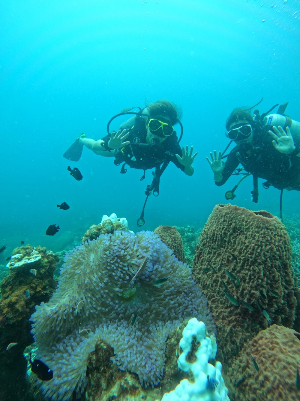 Aphrodive Koh Tao