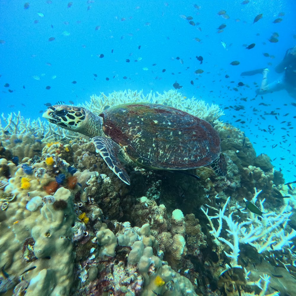 Aphrodive Koh Tao