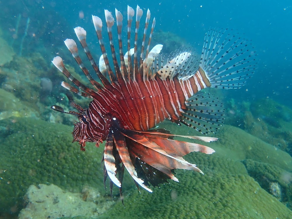 Aqua Vision Scuba Diving