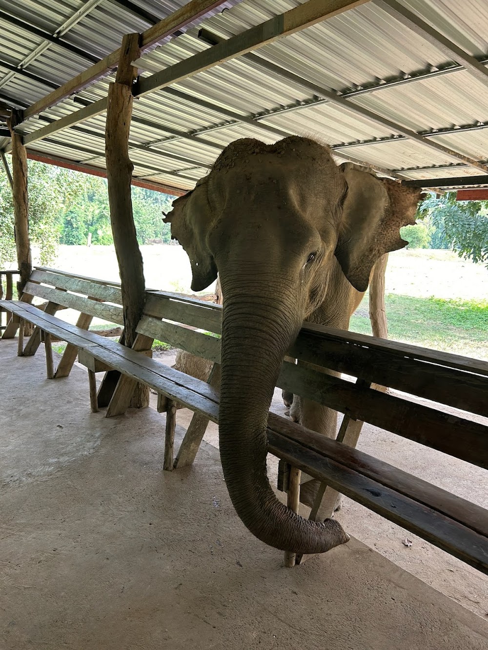 Bangkok Elephant Care Sanctuary