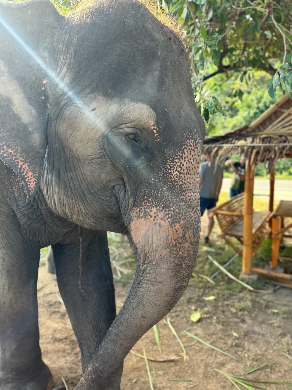 Bangkok Elephant Care Sanctuary