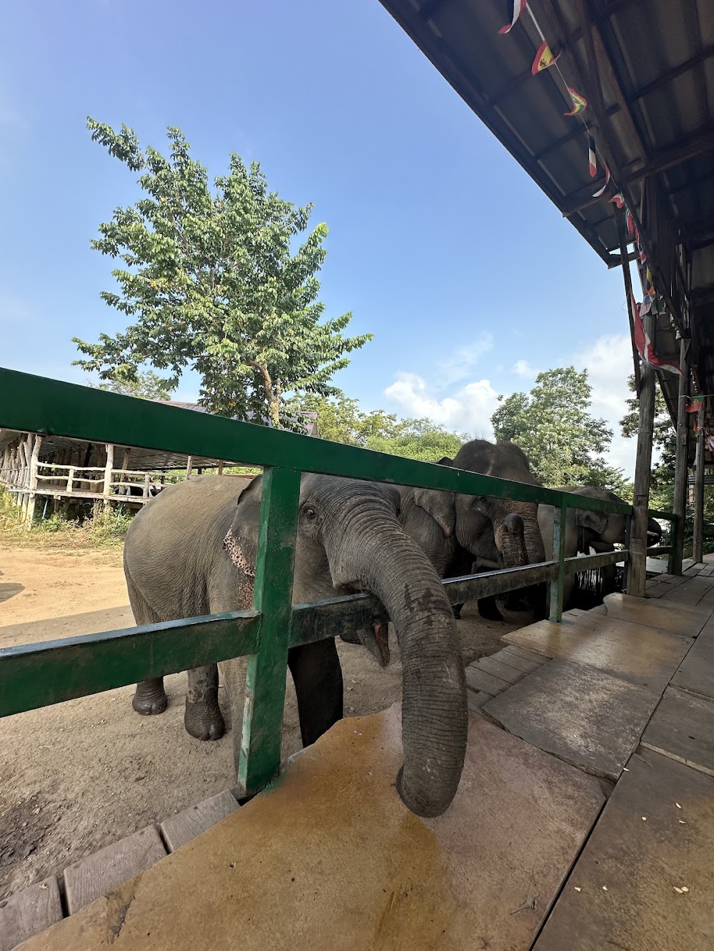 Bangkok Elephant Care Sanctuary