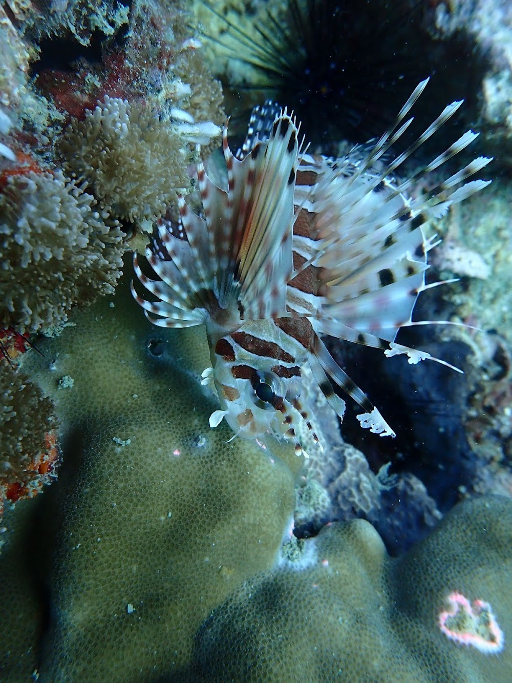 Bangtao Dive Center