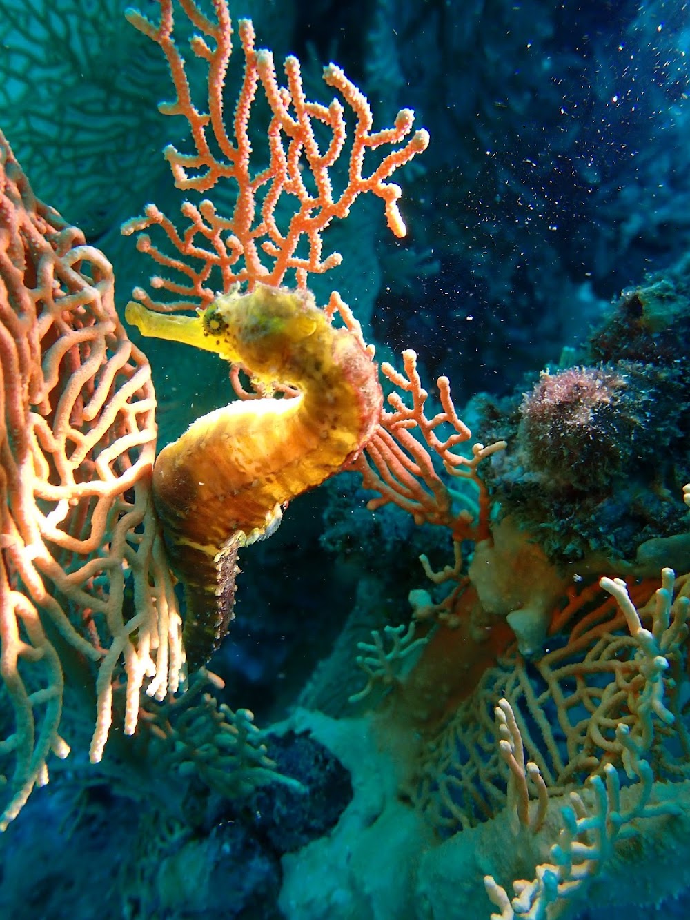 Bangtao Dive Center