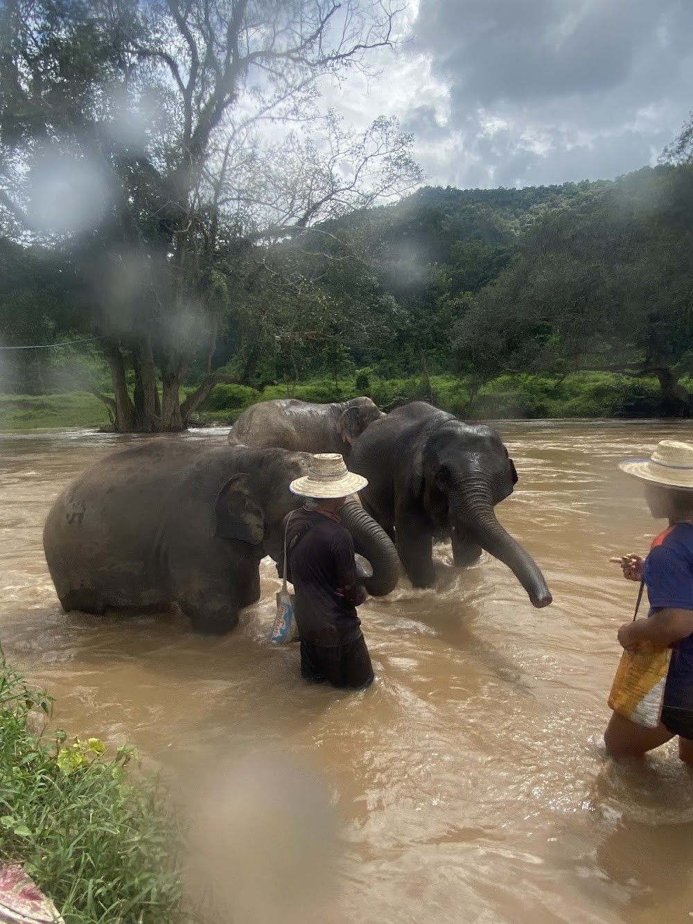 Bk Elephant Thailand