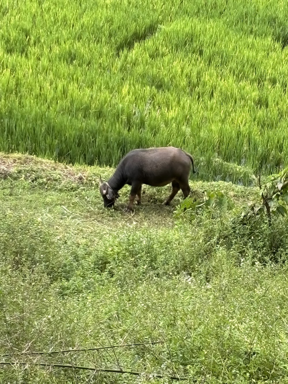 Bk Elephant Thailand
