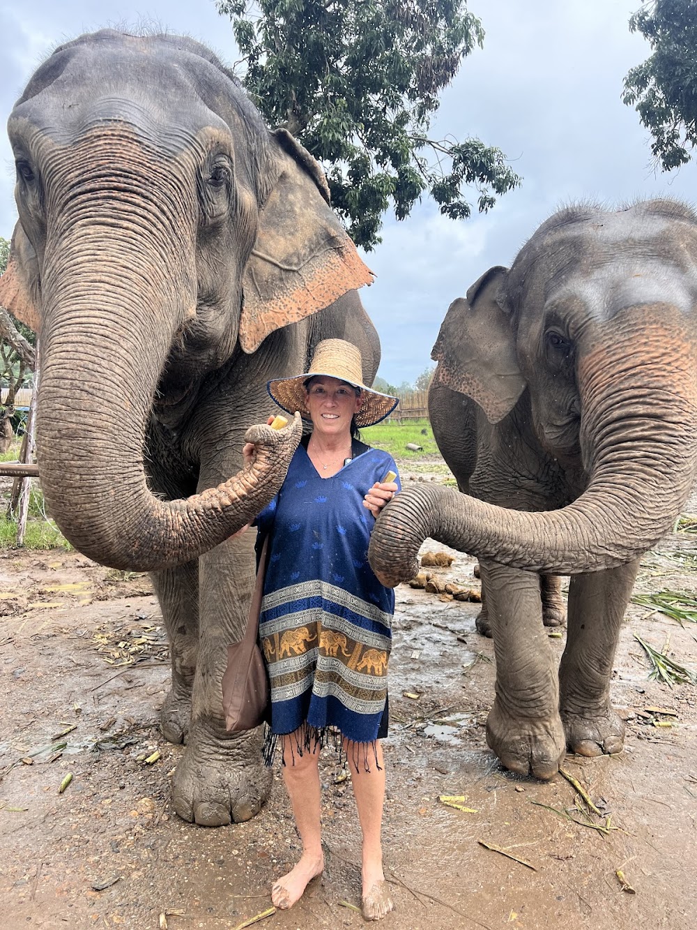 Bk Elephant Thailand
