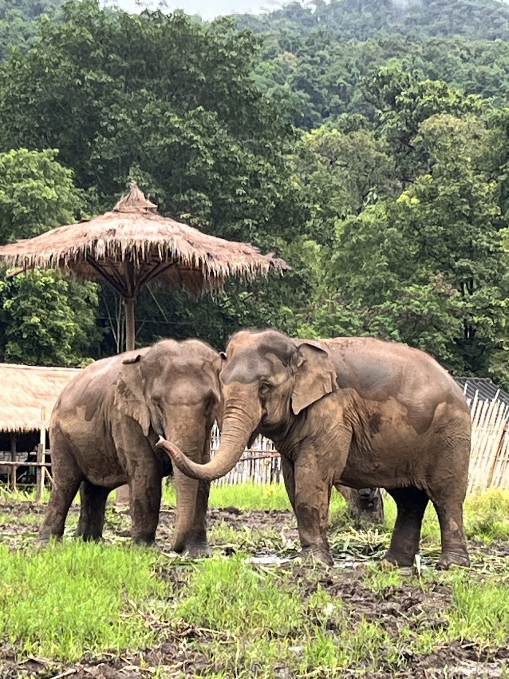 Bk Elephant Thailand