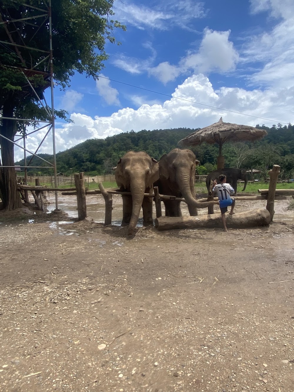 Bk Elephant Thailand