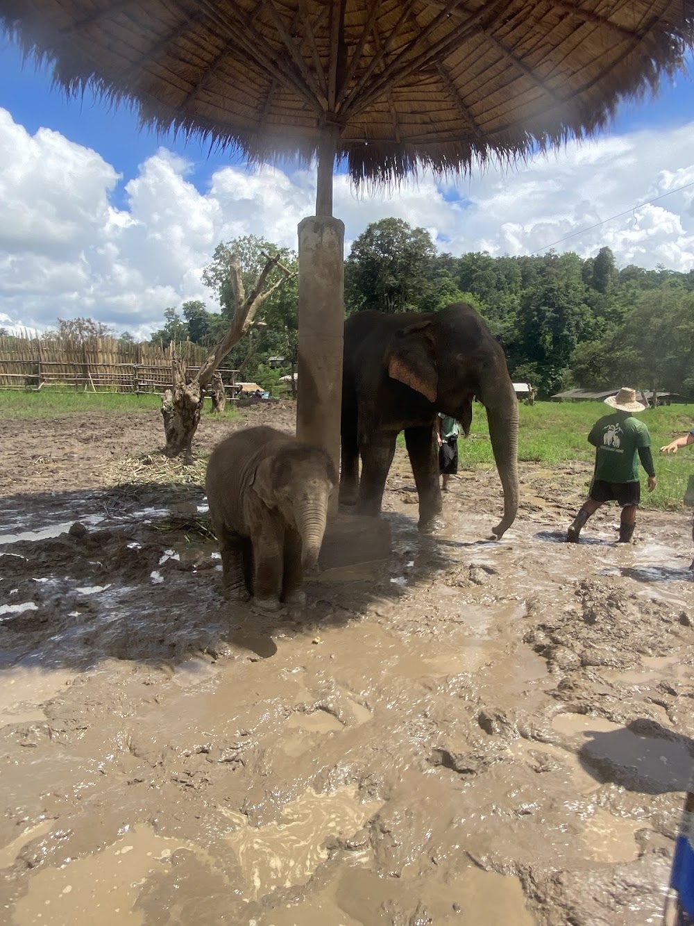 Bk Elephant Thailand