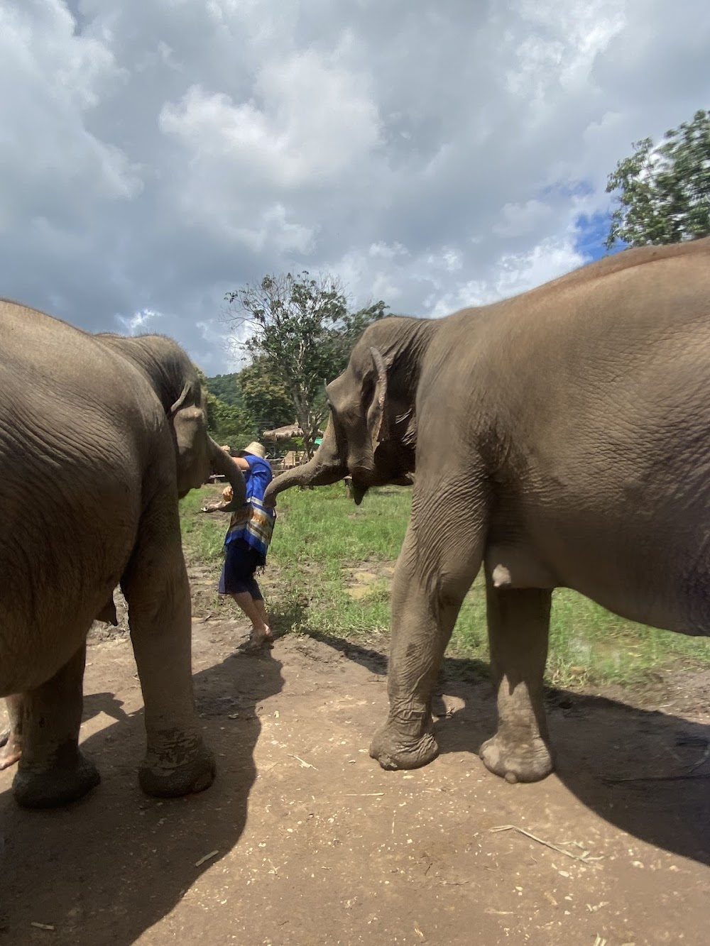 Bk Elephant Thailand