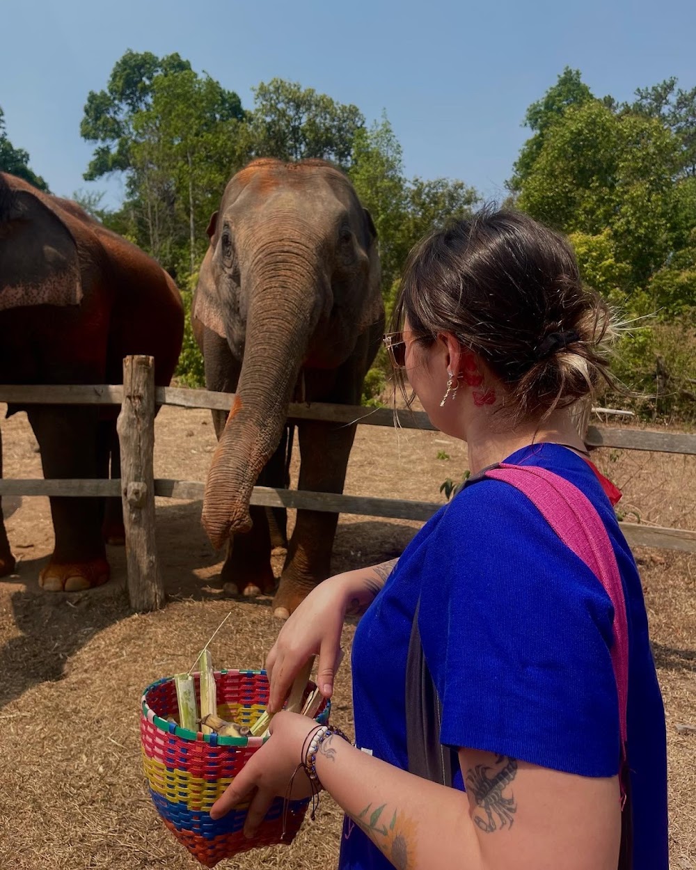 Blue Daily Elephant Care Sanctuary