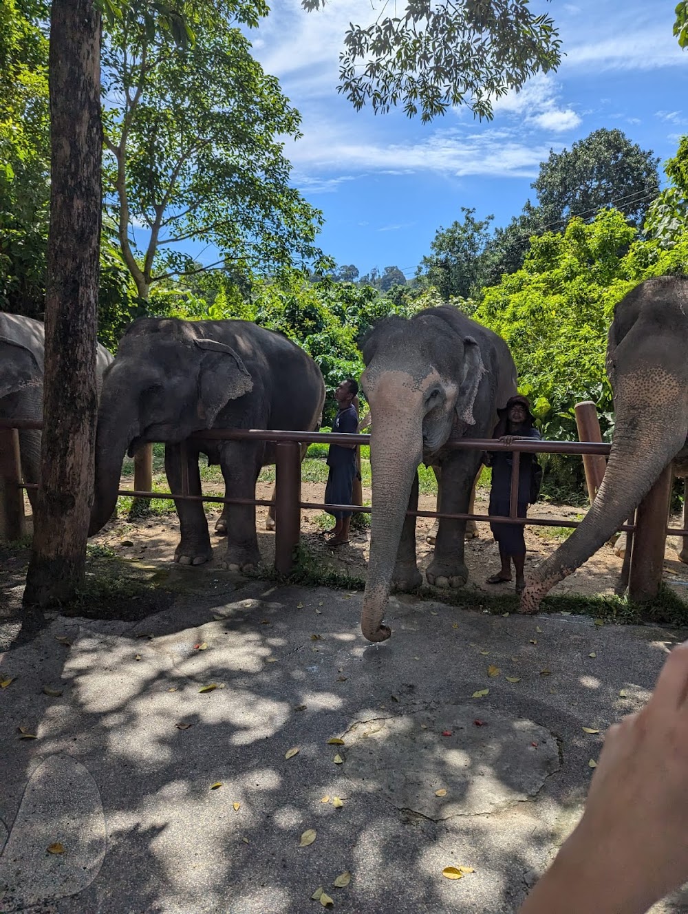 Bukit Elephant Park