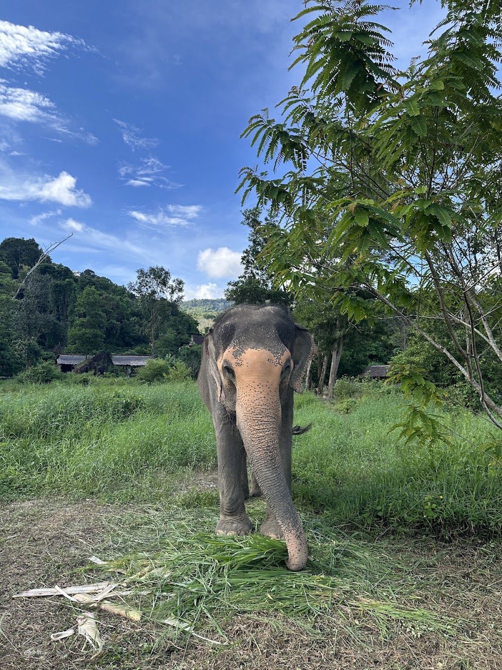 Bukit Elephant Park