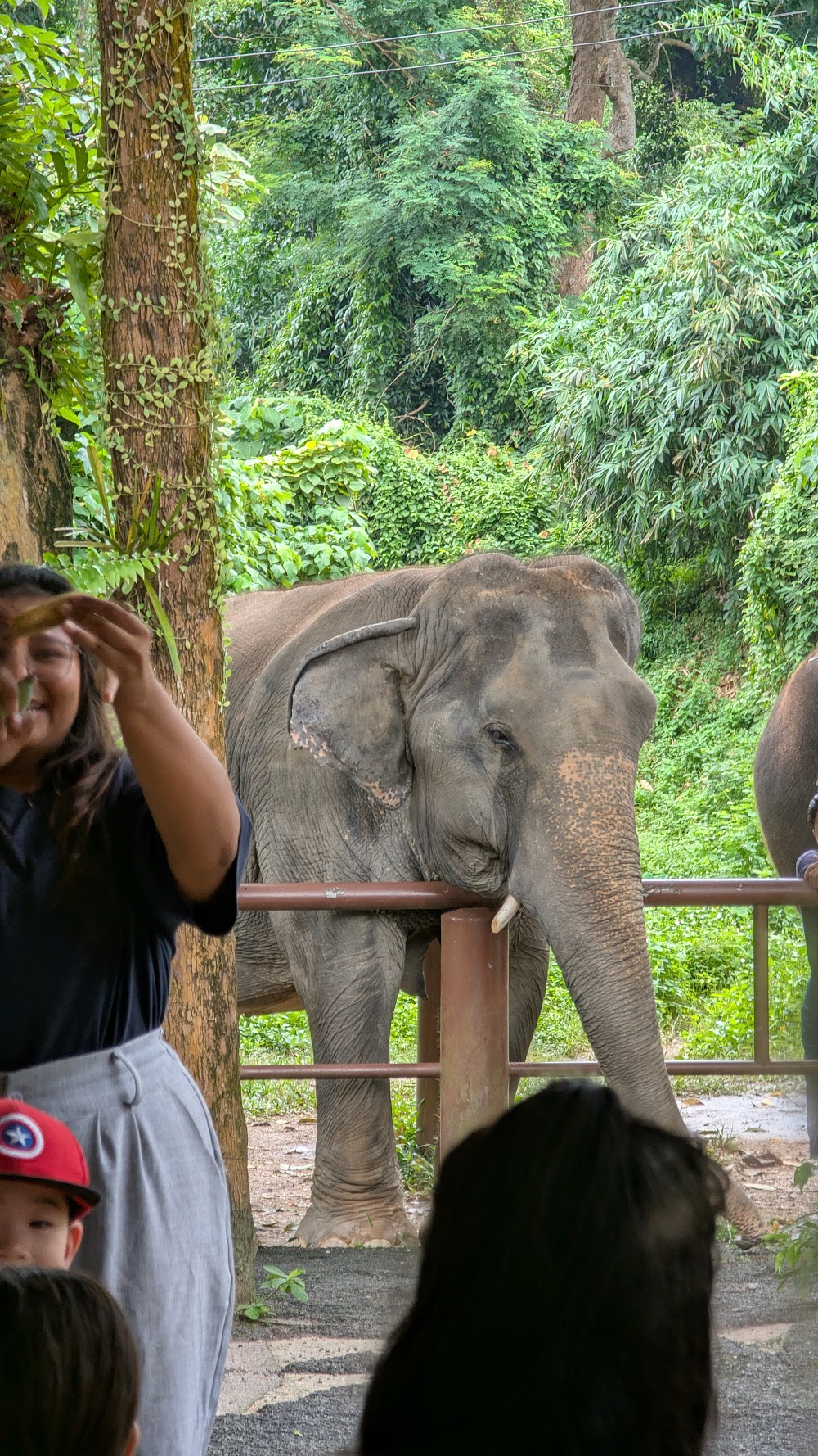 Bukit Elephant Park