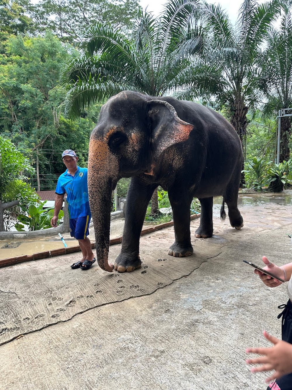 Chalong Elephant Retirement