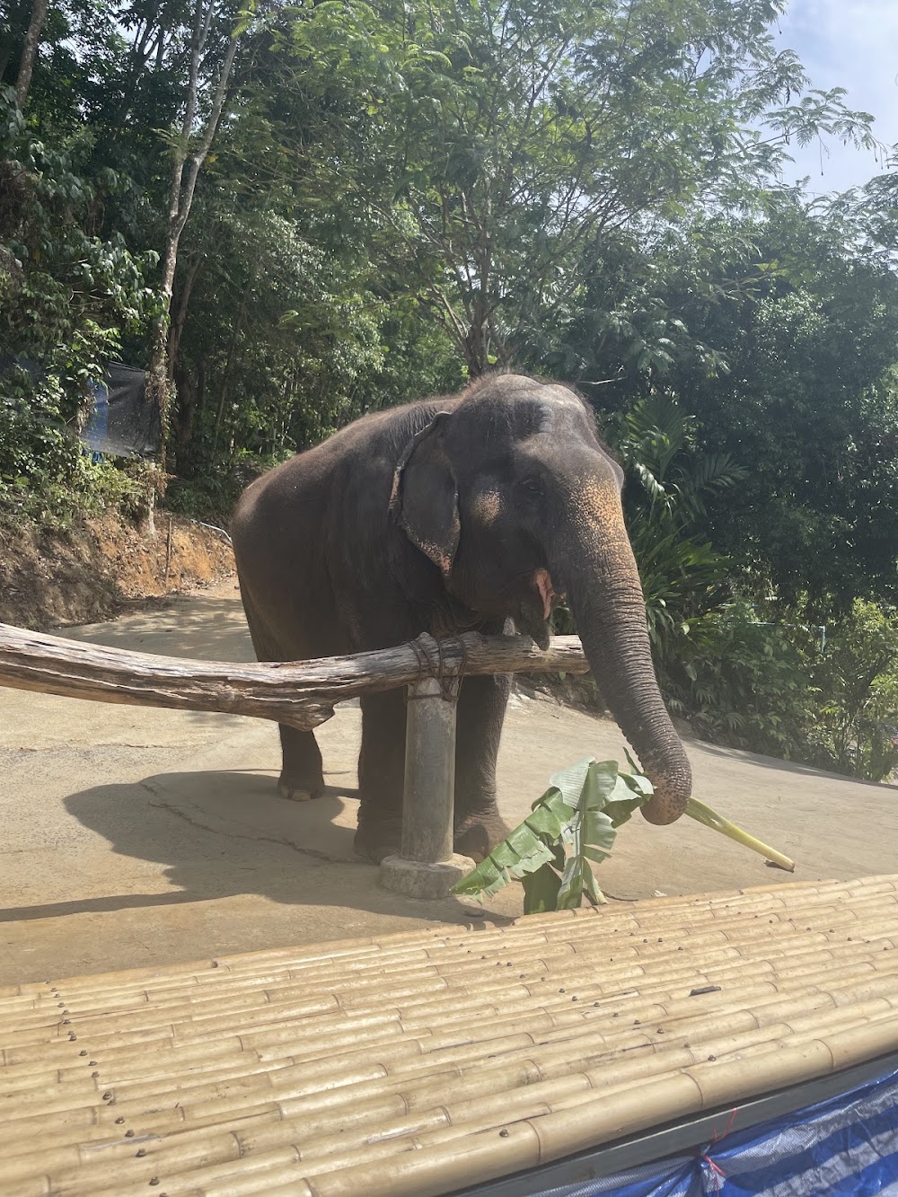 Chalong Elephant Retirement