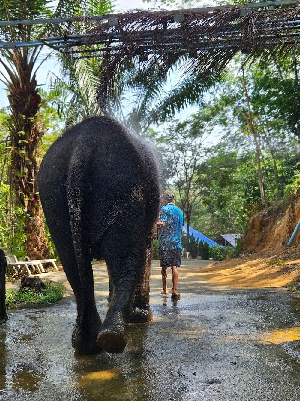 Chalong Elephant Retirement