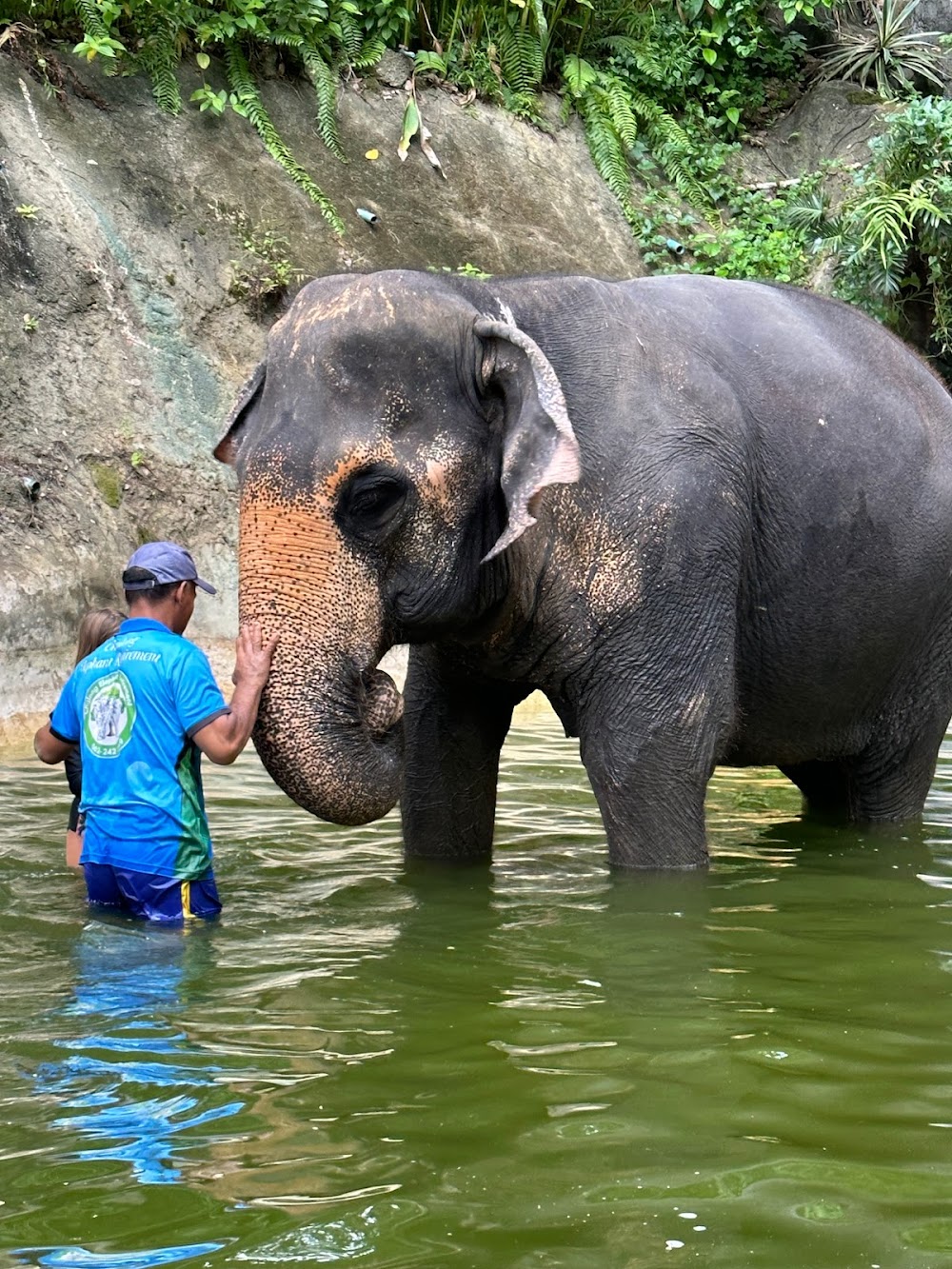 Chalong Elephant Retirement