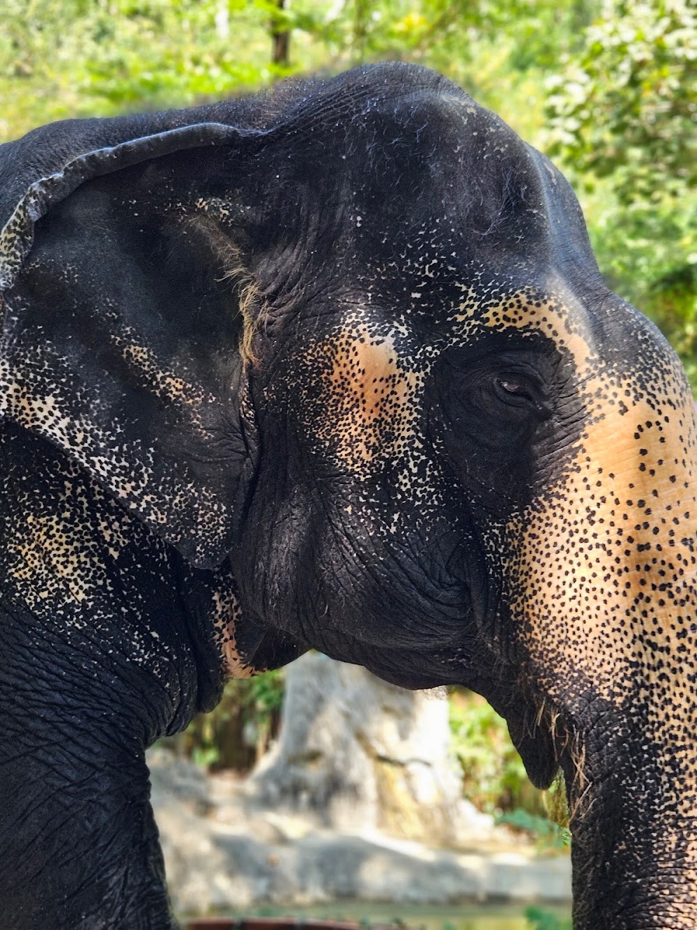 Chalong Elephant Retirement